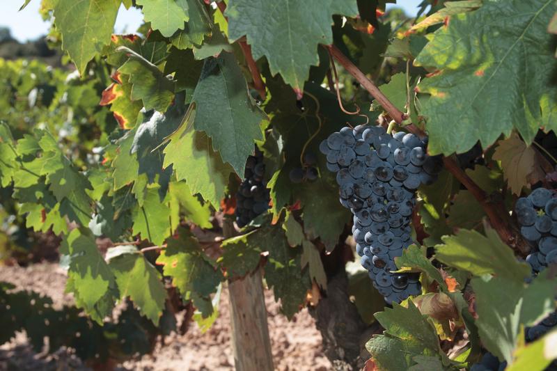 España, primer exportador mundial de vino