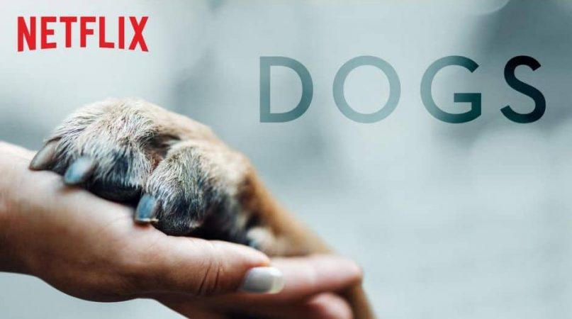 Amigo caninos- Netflix