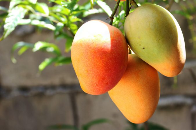  Mango Frutas