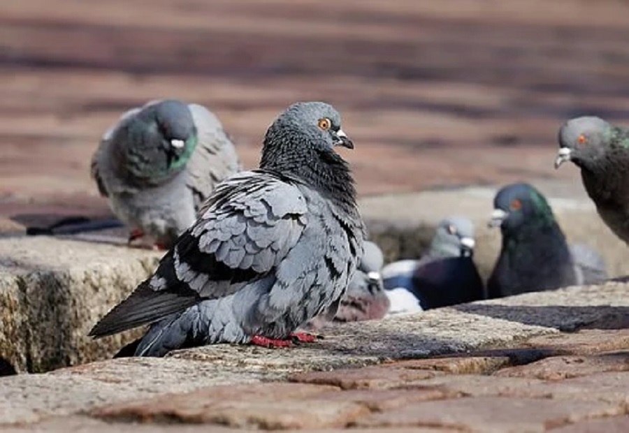 Las empresas de control de aves: por qué son tan importantes