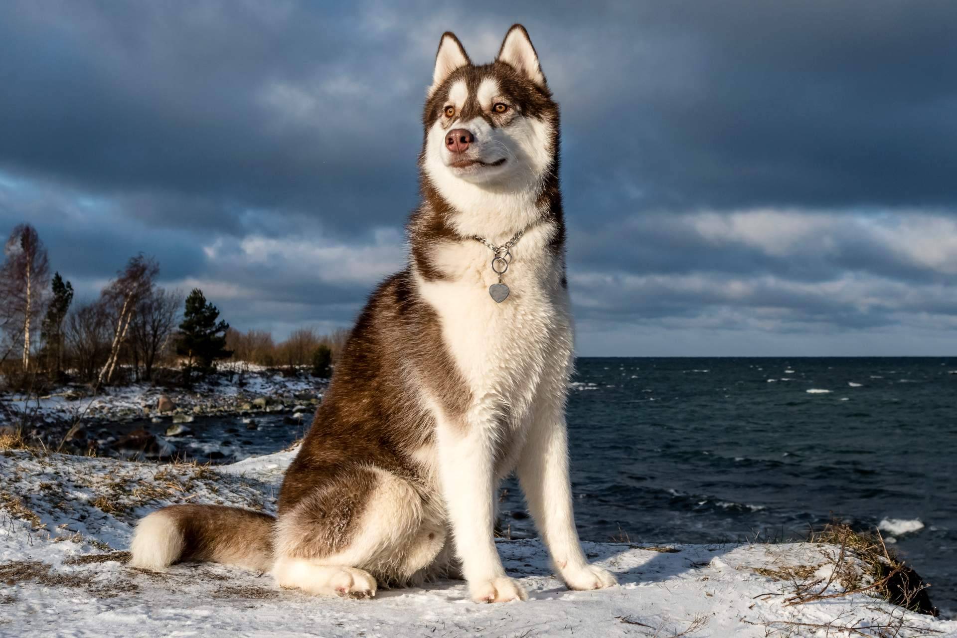 ¿Qué come realmente un perro o un lobo? Wolves Legacy