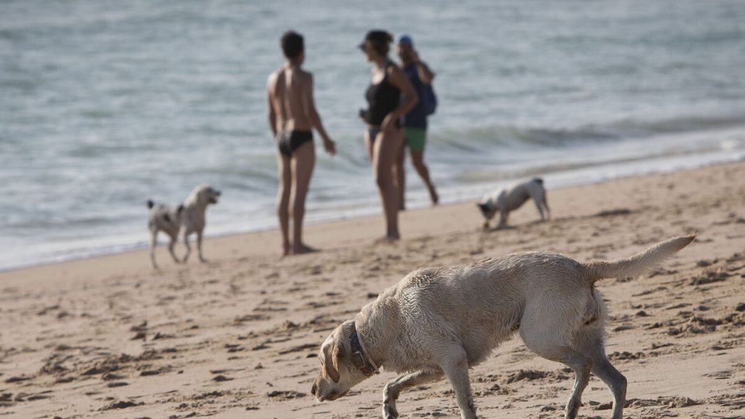 perro-playas-caninas