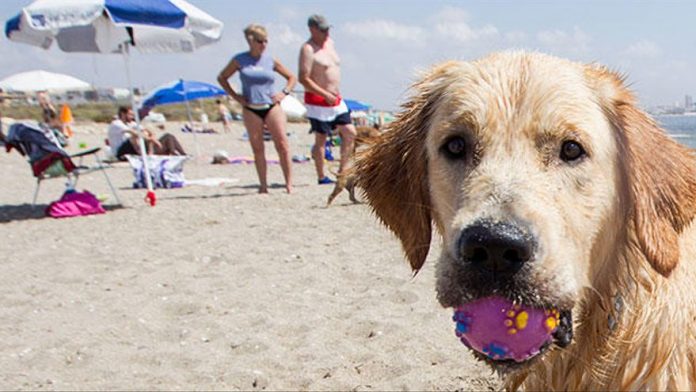 perros playas pelota