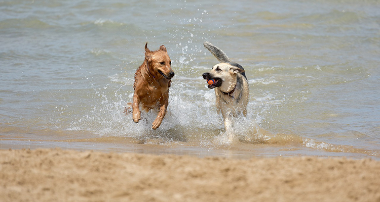 perros-playas