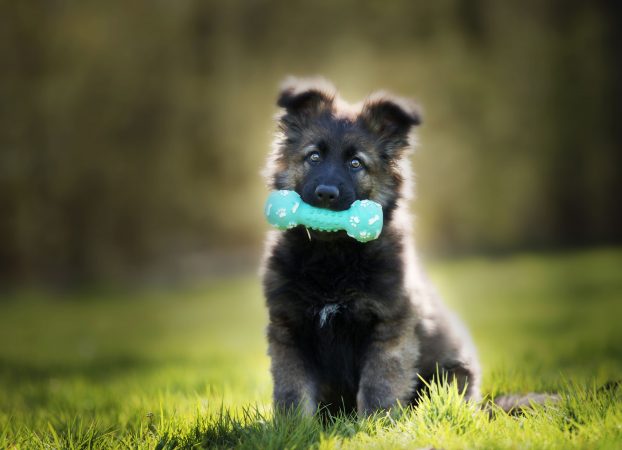 1629441911 cachorro de perro grande Merca2.es