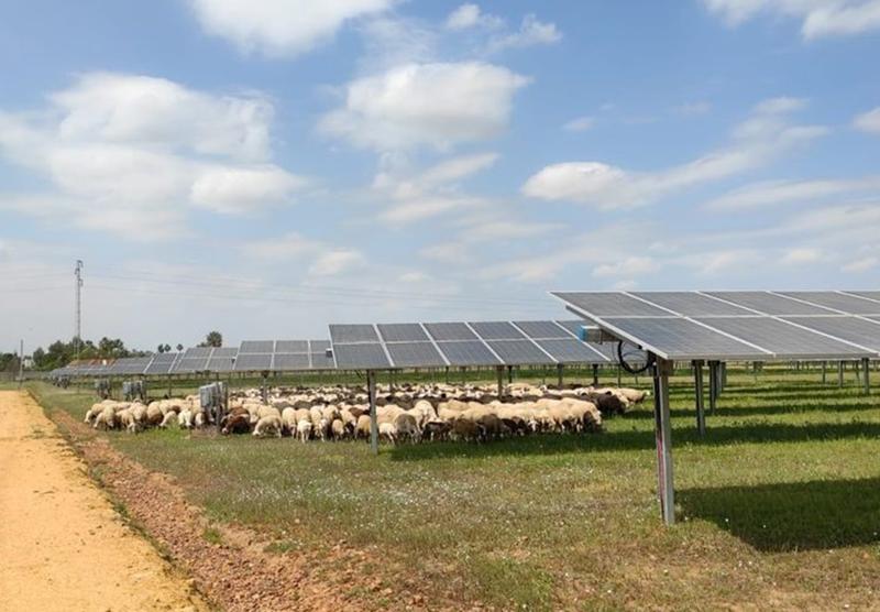 Ingeteam promueve el «pastoreo solar» en sus plantas fotovoltaicas