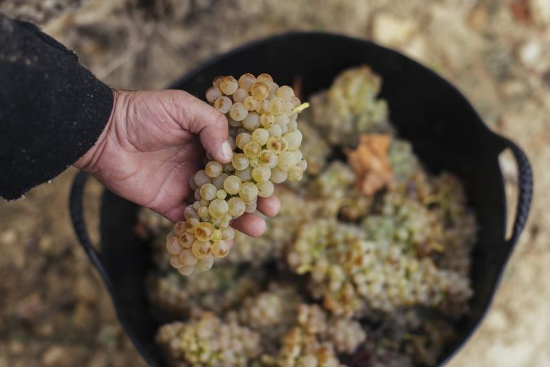 El control de maduración de la DOC Rioja estima un retraso de una semana sobre la campaña pasada