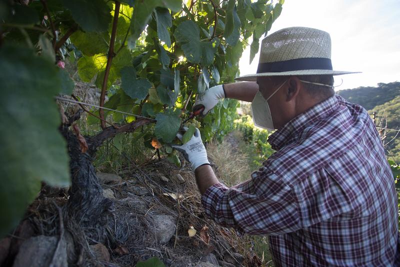 Unión de Uniones reclama medidas para paliar los desequilibrios por los bajos precios de la uva