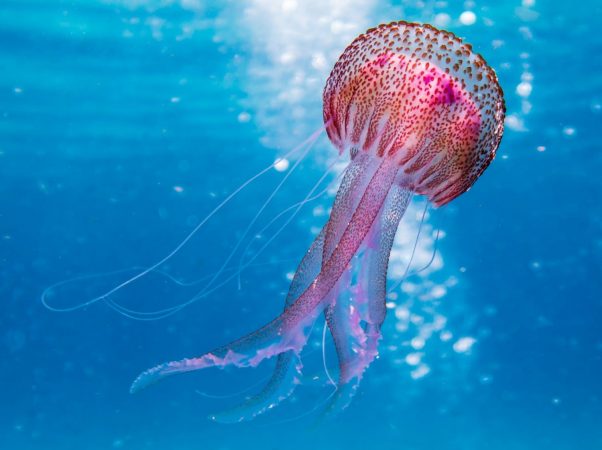 Otras picaduras que debemos estar pendiente en la playa