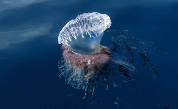 Qué debes hacer (y qué no) si te pica una medusa en la playa