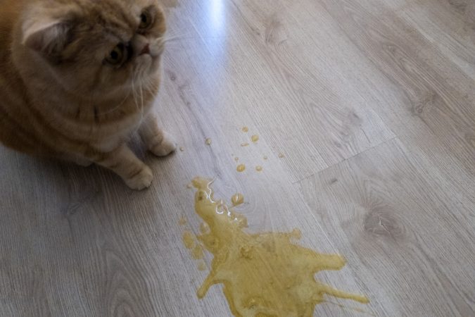 Retiralos de los olores fuertes Gatos