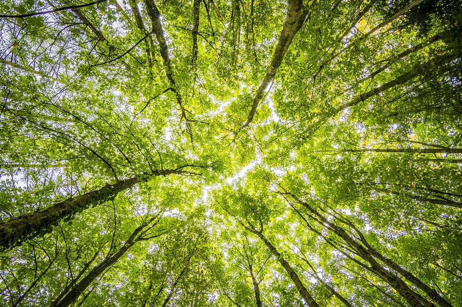 GeneraLife y Treedom se unen para plantar 3.000 árboles dedicado a los bebés nacidos en la pandemia