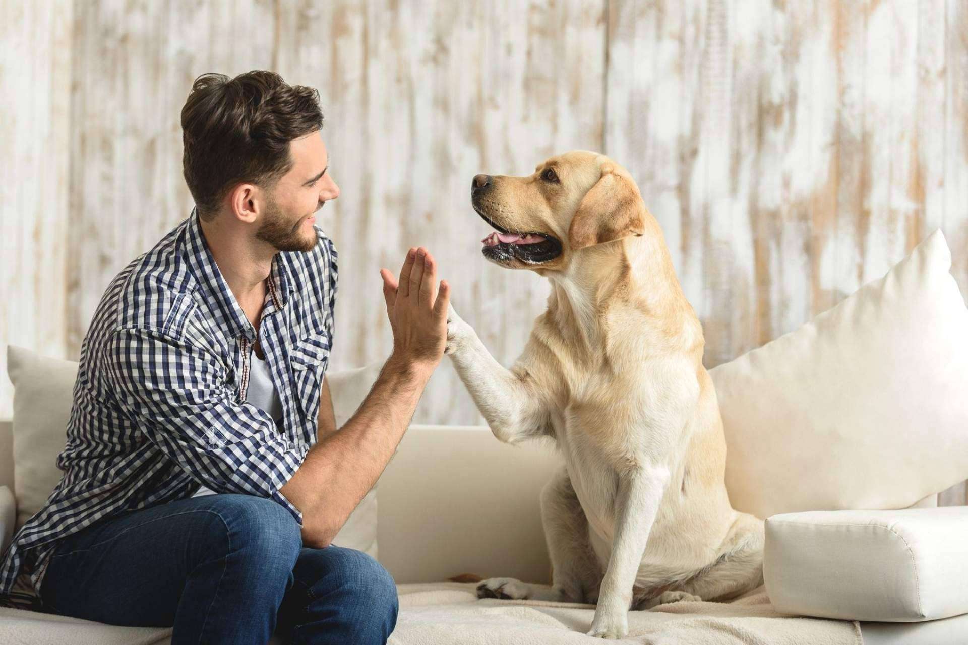 El abandono de animales se dispara tras la pandemia y Miwuki Pet Shelter promueve la adopción