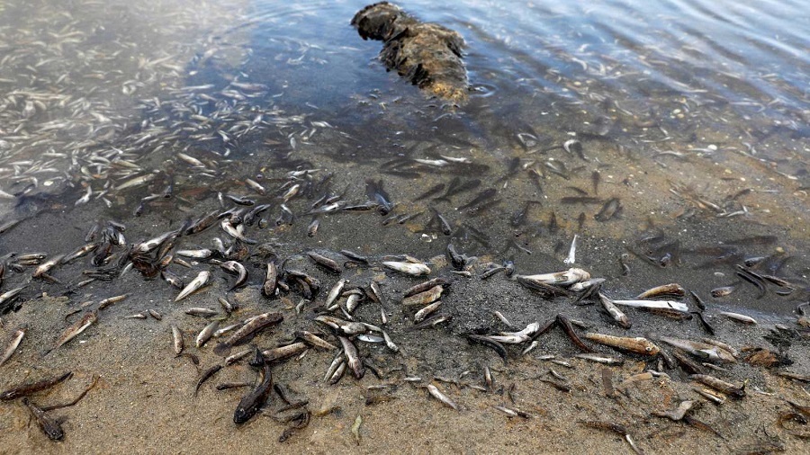 Agricultura afirma que las infracciones en el Mar Menor perjudican el prestigio de agricultores y ganaderos