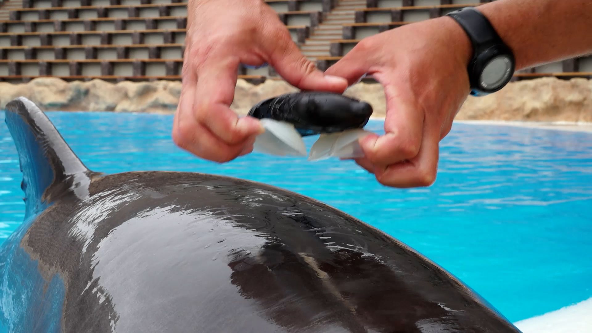 Loro Parque participa en el estudio sobre bienestar de cetáceos más grande de la historia
