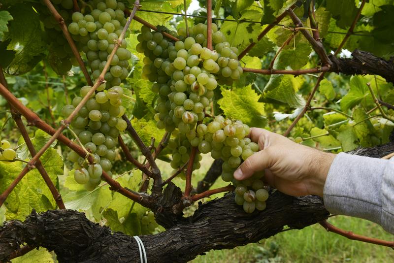 El sector del vino abordará la internacionalización del sector en el Foro Interterritorial del Vino