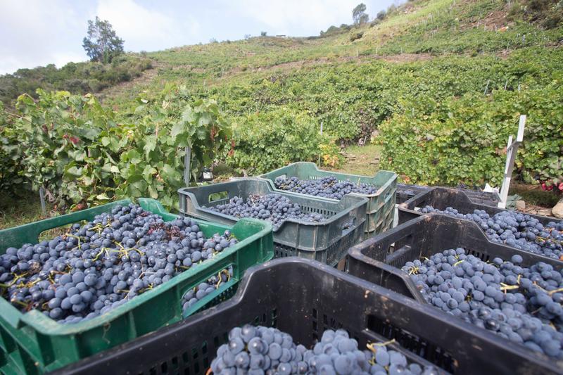 Agricultura adapta la legislación del Programa de Apoyo al Sector del Vino para hacer más flexibles las ayudas