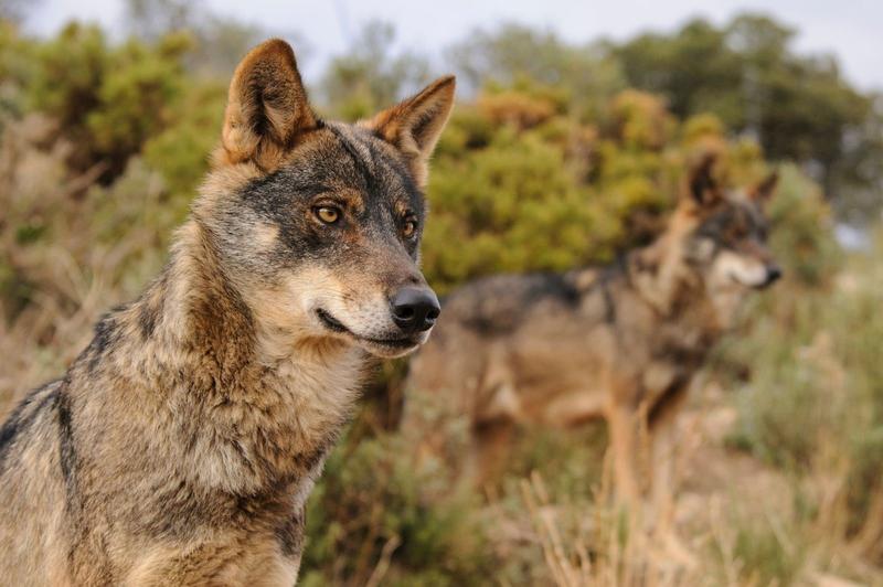 Asaja, COAG y UPA acusan al Gobierno de condenar a la ganadería a su extinción al blindar al lobo
