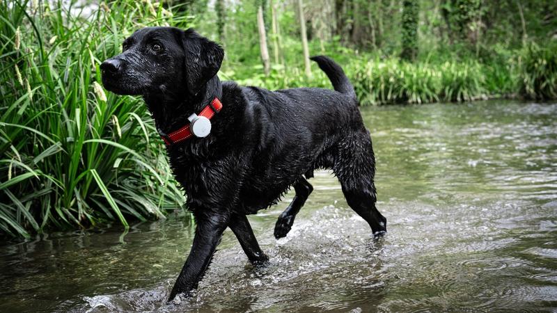 Vodafone continúa su apuesta por los dispositivos conectados con un accesorio para localizar mascotas