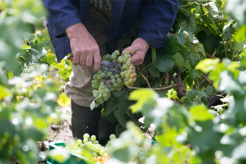 Asaja C-LM alerta de «sospechas» de fraude en el sector vitivinícola y pide sanciones y cierre de bodegas