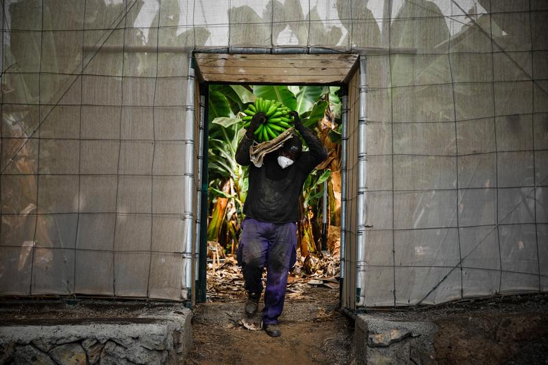 Los agricultores palmeros, golpeados por la «incertidumbre» de la lava y las cenizas: «El paisaje es negro»