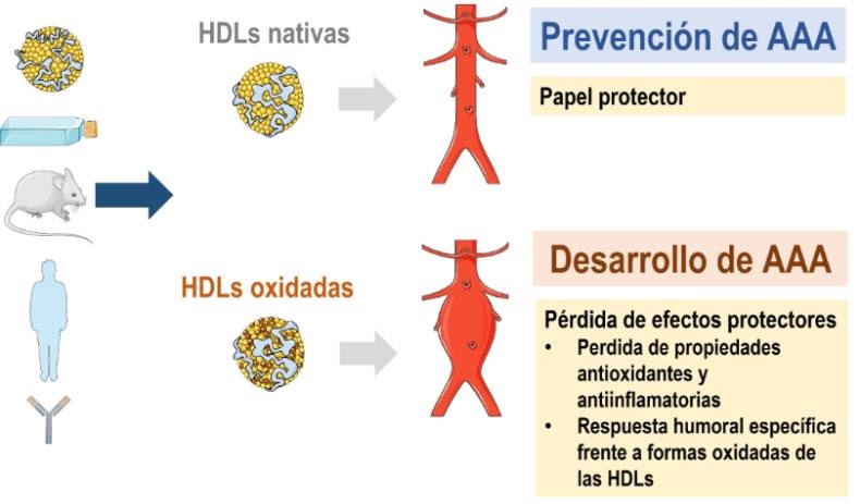 Oxidacion de las lipoproteinas Fundacion Jimenez Diaz Merca2.es