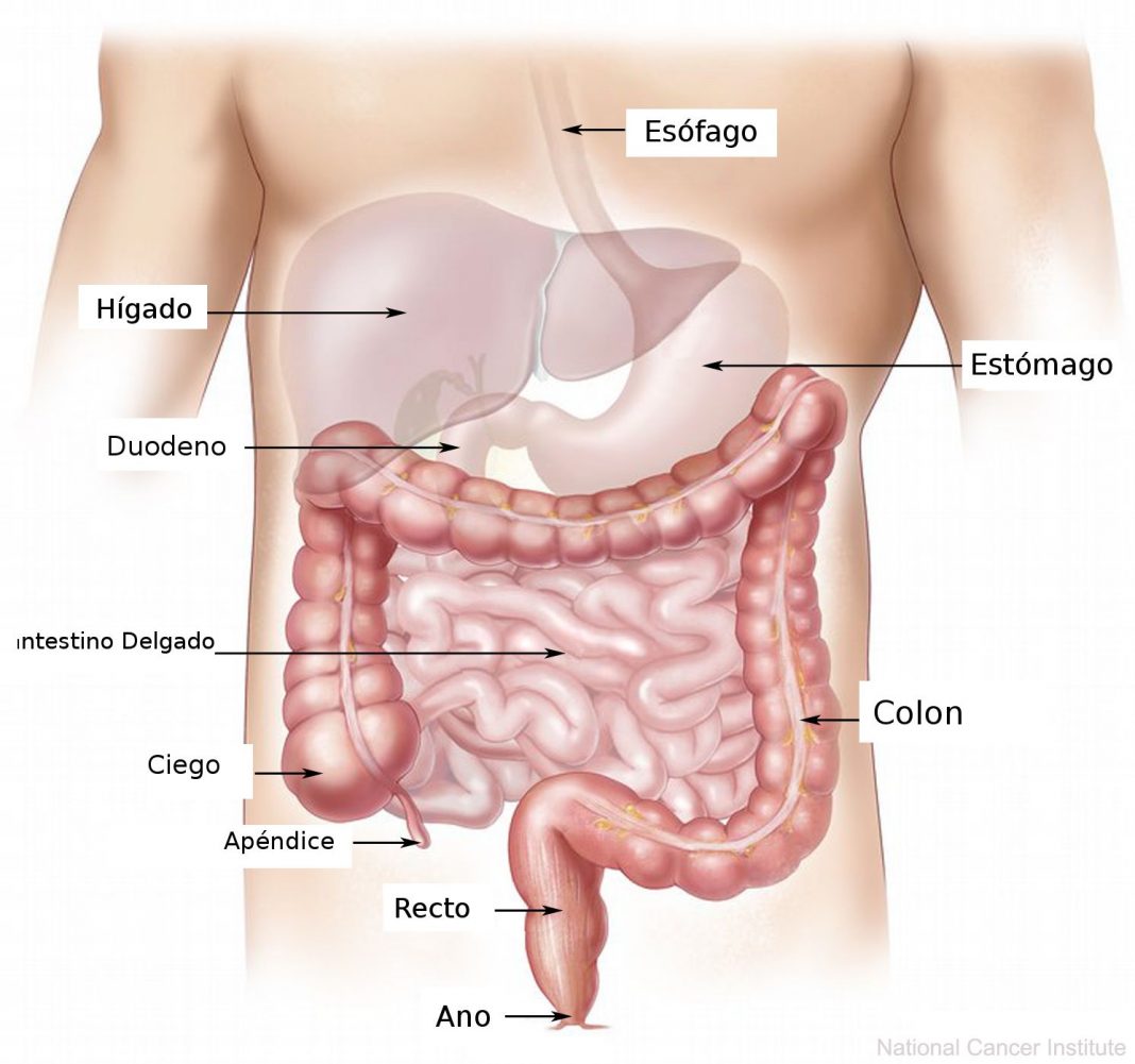 aparato digestivo, cetosis