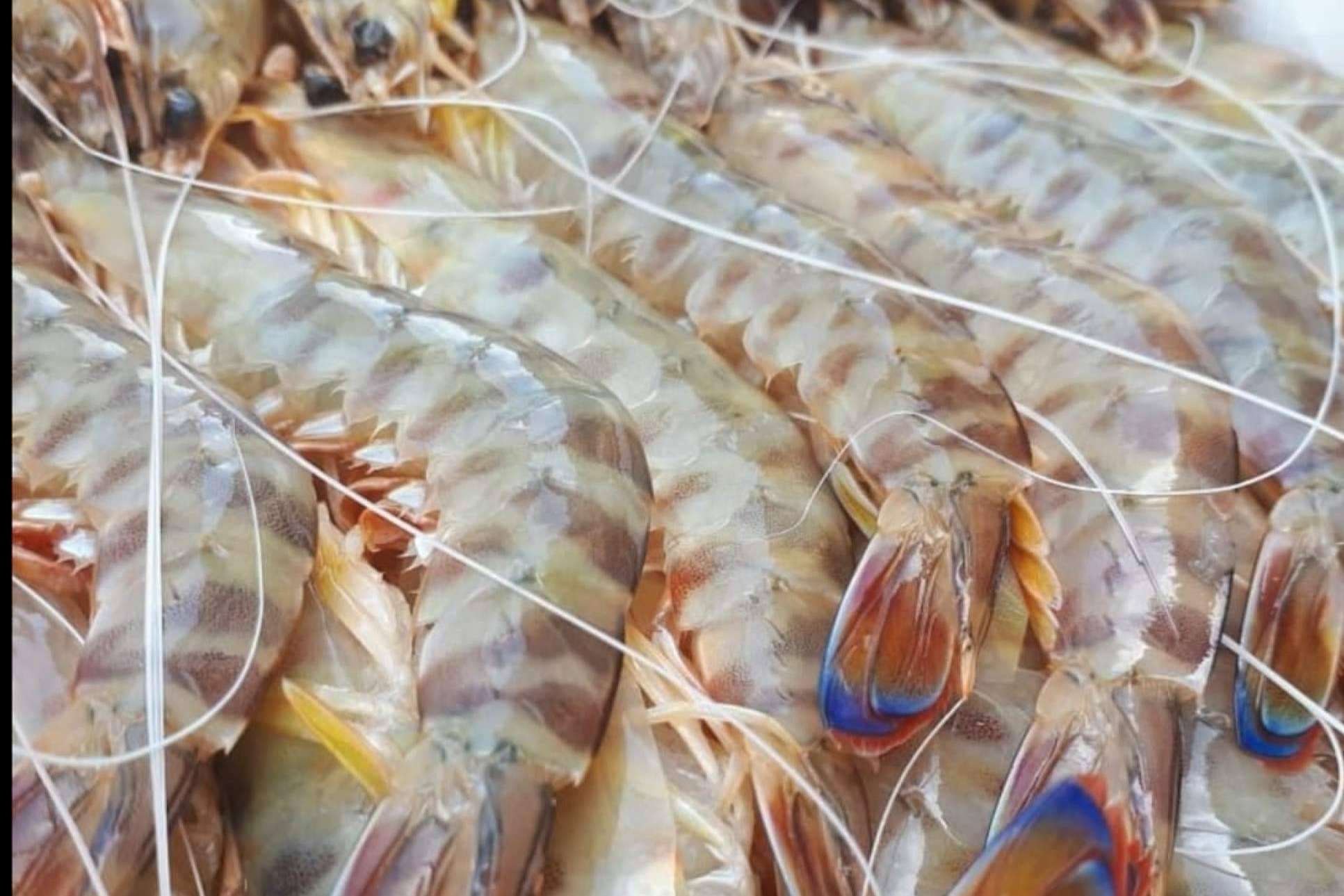 los langostinos de Sanlúcar de comprarpescadoonline.es