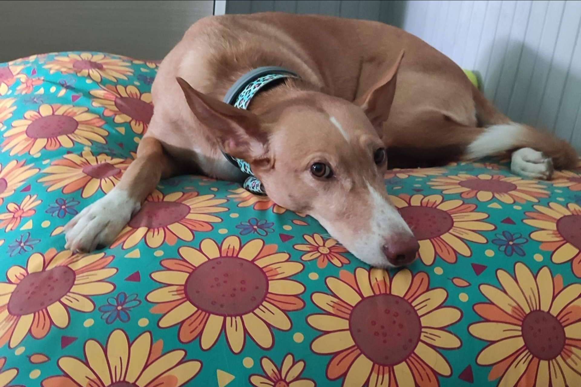 La originalidad de las camas para mascotas de Patitas Barcelona