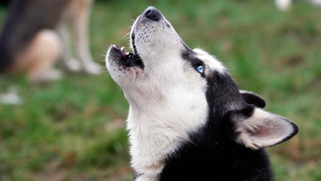 perros sonidos au