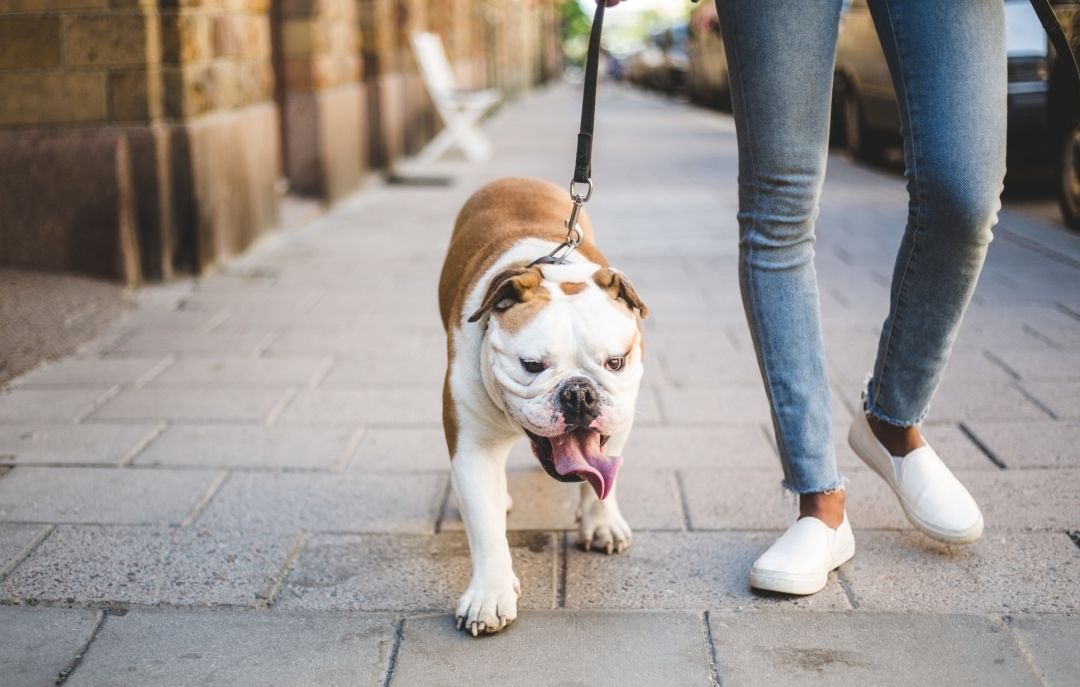 Consejos para evitar que tu perro tire de la correa