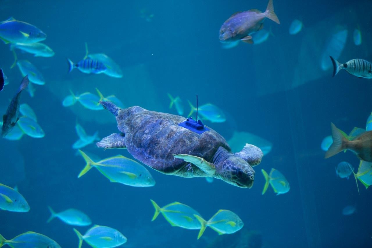 1633430205 Poema del Mar devuelve al oc ano a una tortuga encontrada en estado cr tico 01 Merca2.es