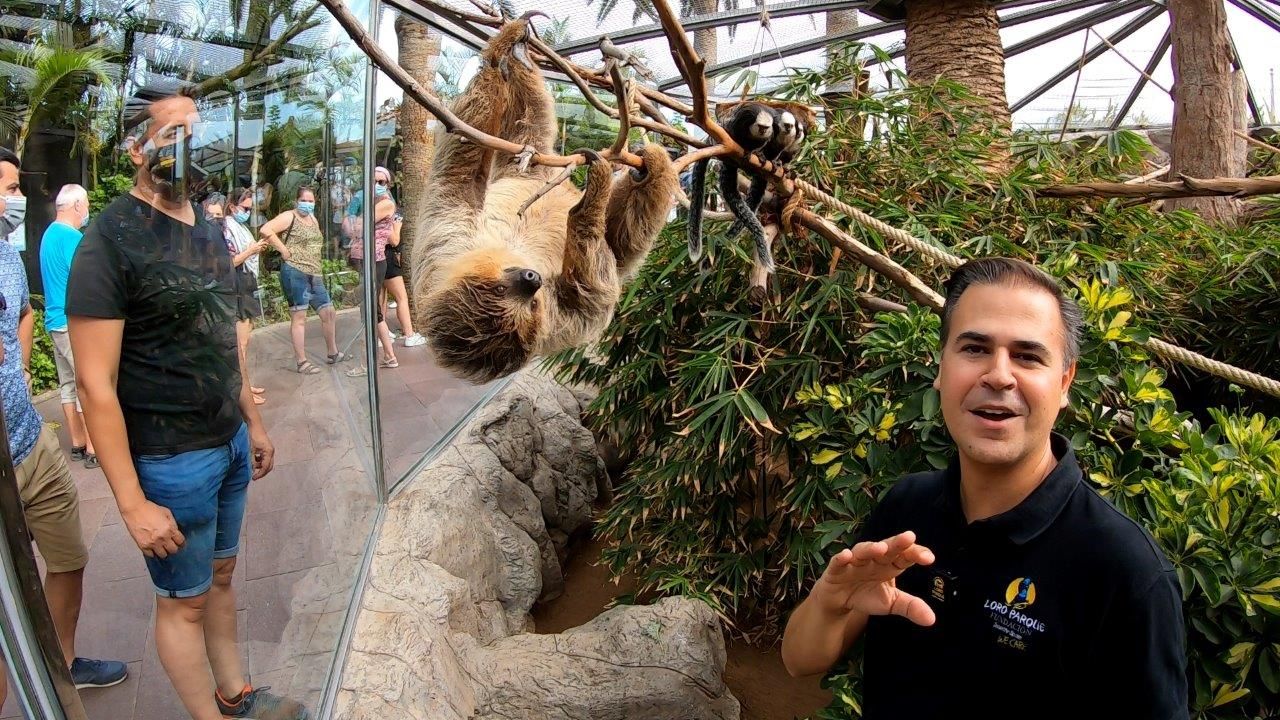 Loro Parque conmemora el Día del Perezoso con un vídeo de estos animales tan lentos como fascinantes