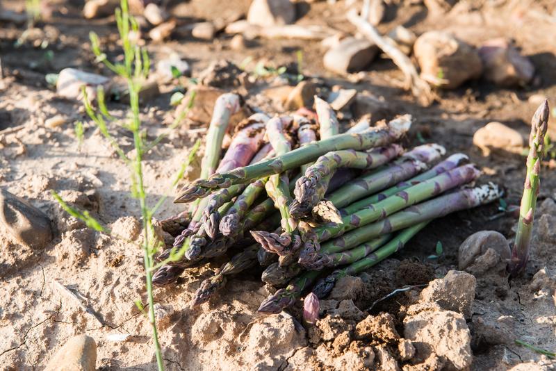 Agricultura otorga el reconocimiento oficial a la  Interprofesional Agroalimentaria del Espárrago Verde