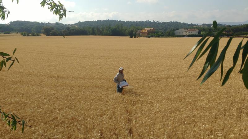 El precio de los alimentos escala a máximos de una década, según FAO