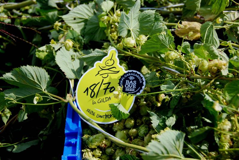 Heineken España y Aleovitro impulsan el desarrollo de lúpulo de origen vasco para la elaboración de cerveza