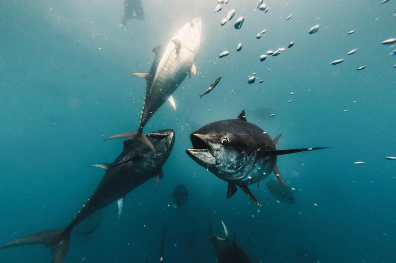 AZTI y Balfegó se unen para impulsar proyectos de investigación para la pesca del atún rojo