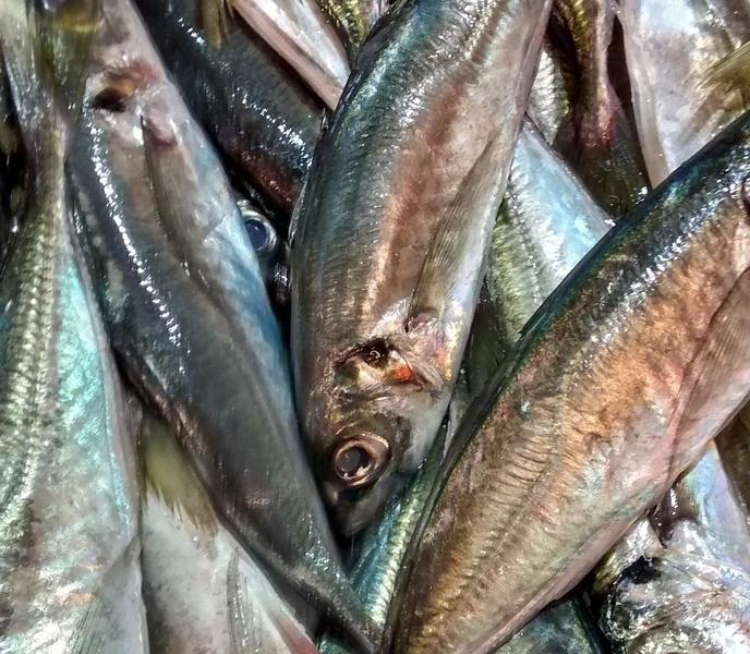 España y Portugal abordan el plan de gestión de la sardina ibérica y las pesquerías compartidas