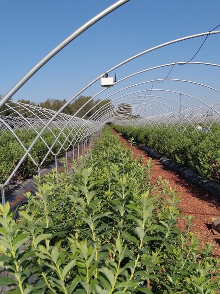La Eurocámara reclama medidas para producir alimentos más sanos y sostenibles en la UE