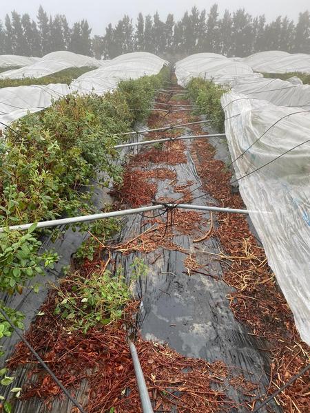 Los graves fenómenos meteorológicos disparan las indemnizaciones del seguro agrario hasta 626,4 millones