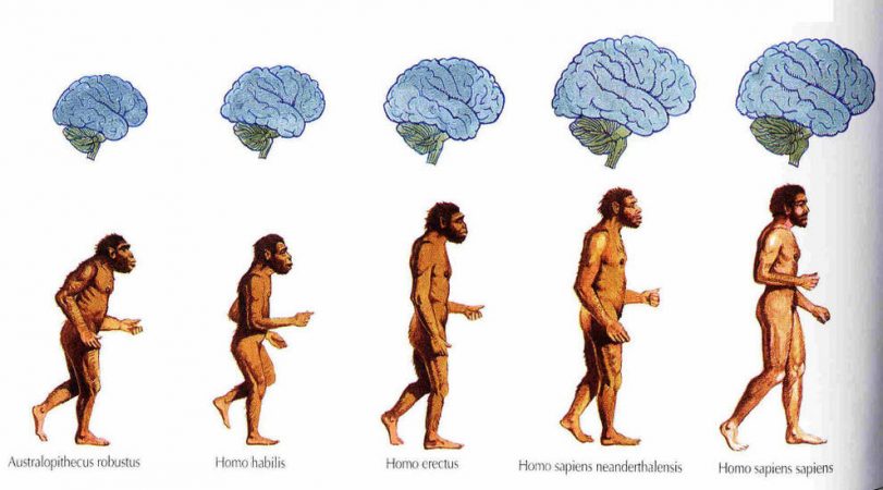 Los sueños en los homos Sapiens