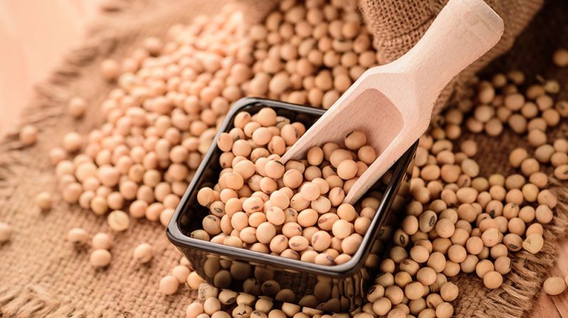 Soya