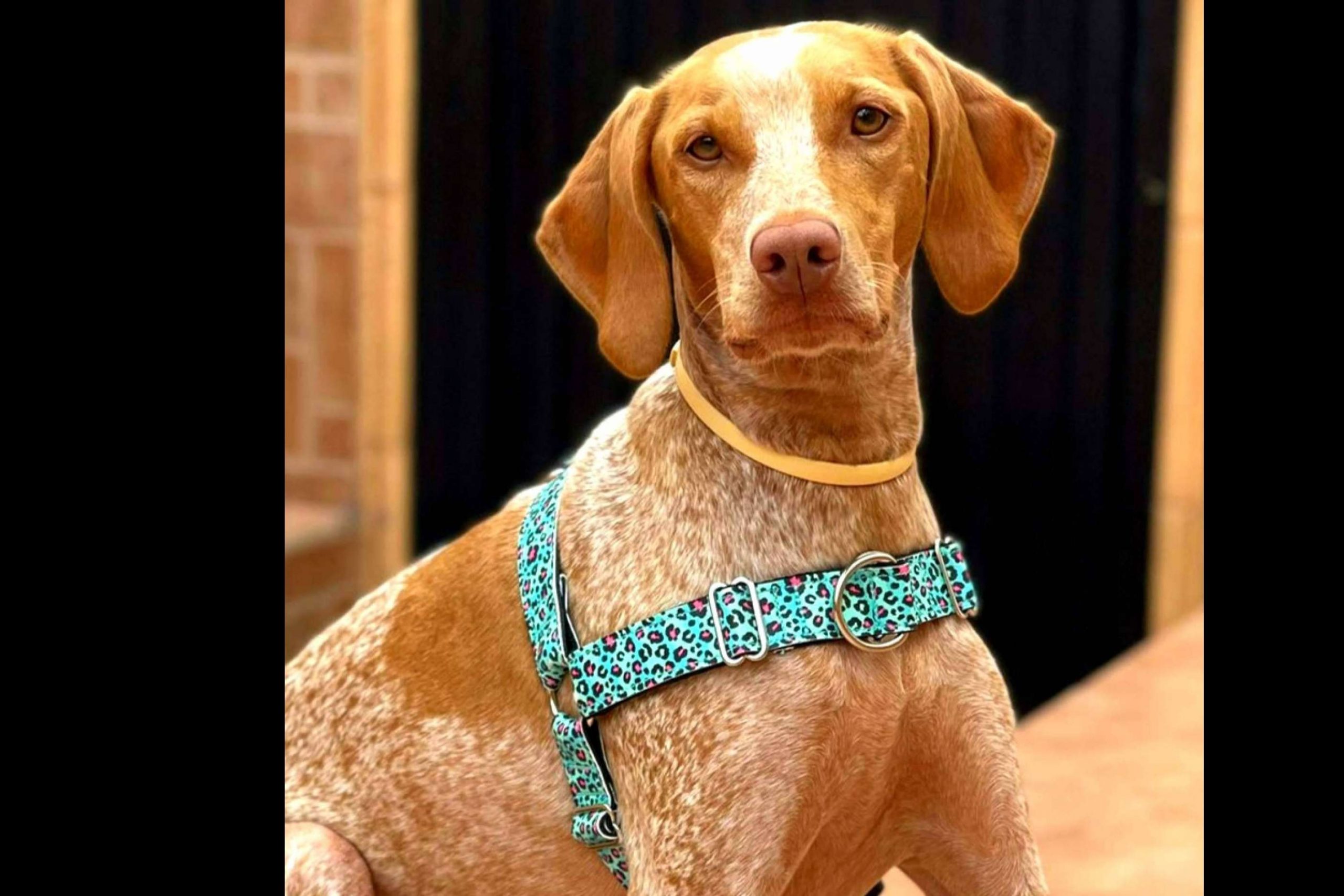 Patitas Barcelona permite hacer deporte con la mascota con su correa doble multi-posición