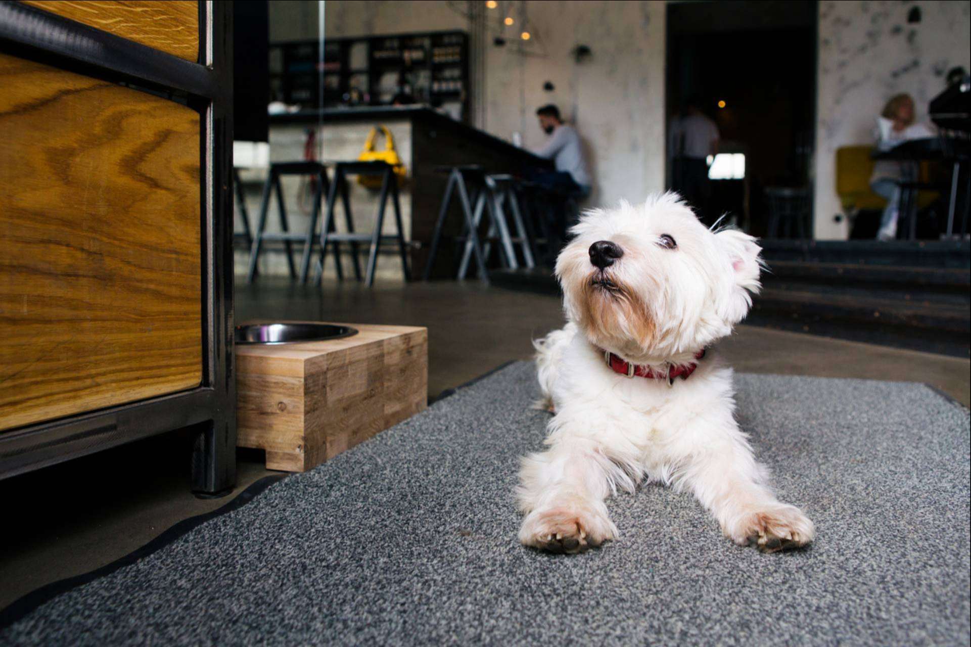 Los menús caninos se abren paso como una de las propuestas más innovadoras de la mano de DoggieSnax De Tapas Con Mi Perro