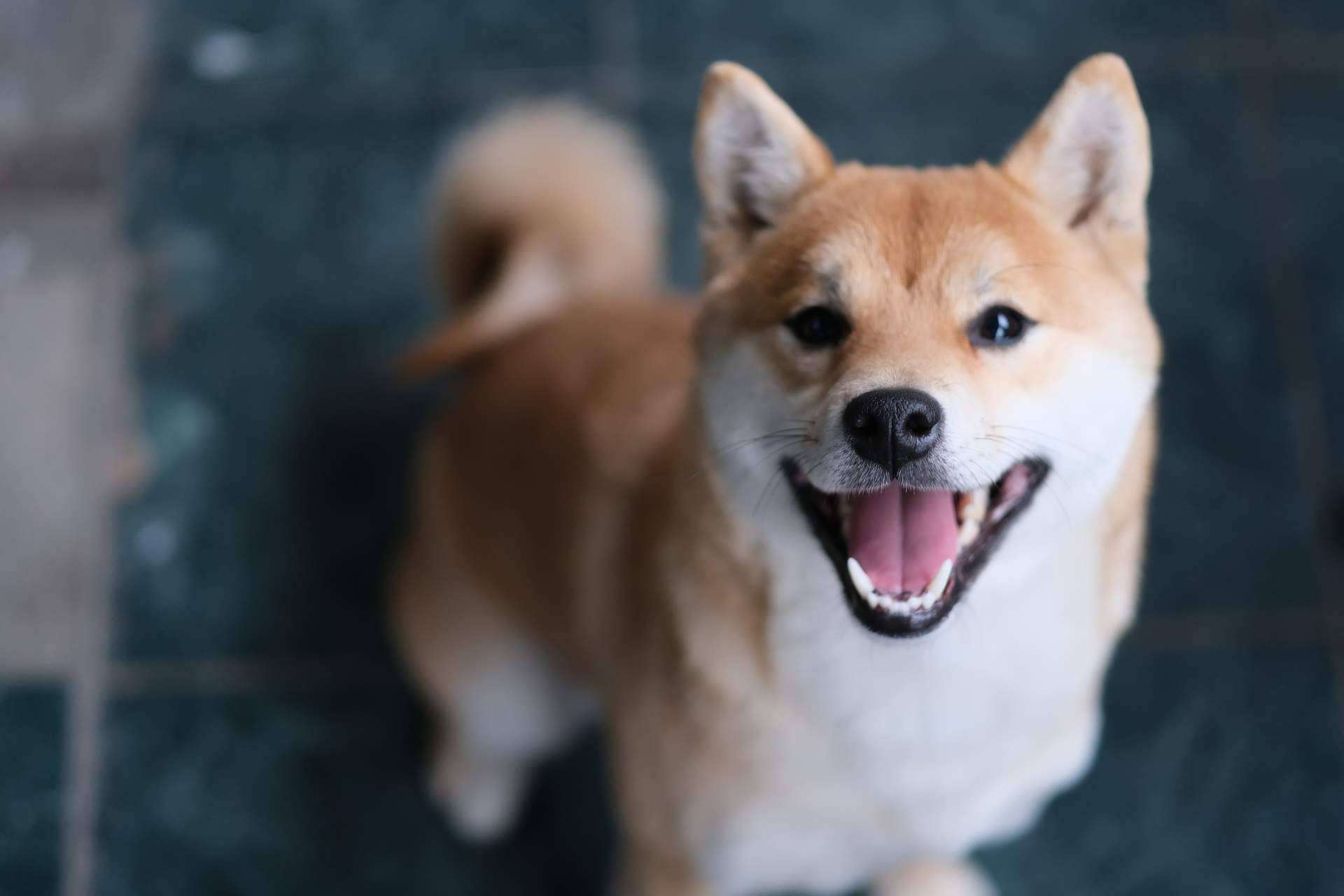 101 Cachorros es el punto de venta especializado de cachorros y accesorios para mascotas