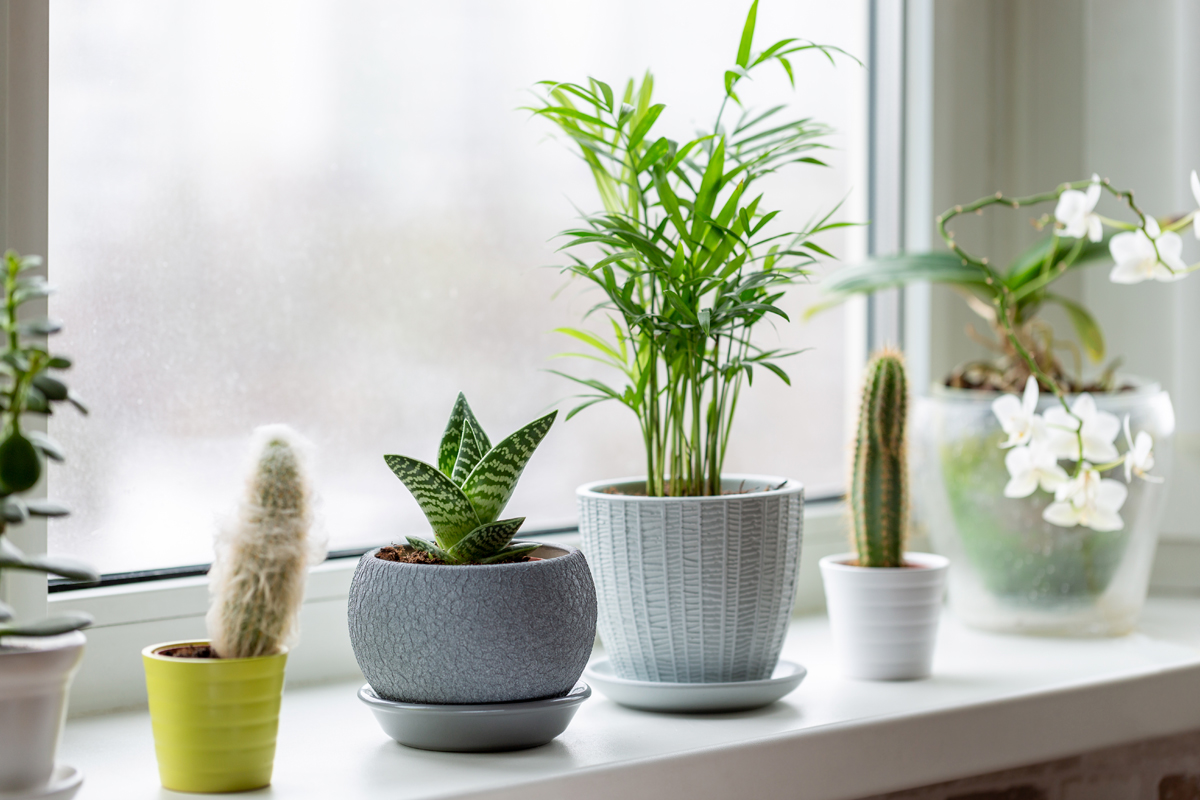Plantas que puedes tener en casa sin miedo a que se te mueran