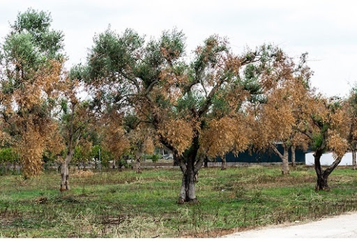 xylella olivos Merca2.es