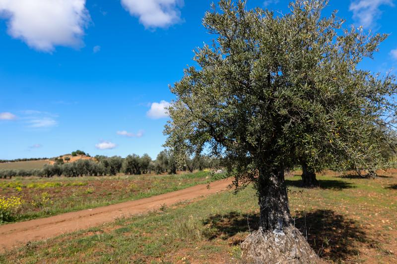 La subida de precios en origen del mercado de aceite de oliva lastra las exportaciones españolas