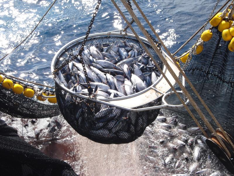La flota atunera valora la eficacia de las medidas de gestión del atún tropical del Atlántico