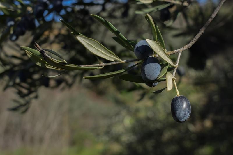 La OMC declara ilegales los aranceles de EE.UU. a las importaciones de aceitunas negras desde España